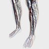 Medical illustration of arteries, veins and lymphatic system in human legs and feet Poster Print - Item # VARPSTSTK700277H Medical illustration of arteries, veins and lymphatic system in human legs and feet Poster Print - Item # VARPSTSTK700277H