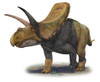 Torosaurus latus, a prehistoric era dinosaur from the Late Cretaceous period Poster Print - Item # VARPSTSKR100103P