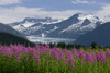 Scenic View Of Mendenhall Glacier With Fireweed In The Foreground, Tongass National Forest In Southeast Alaska During Summer PosterPrint - Item # VARDPI2160290