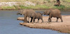 African elephants at river, Samburu National Reserve, Kenya Poster Print - Item # VARPPI89930