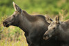 Profile View Of A Moose Cow And Her Calf Remaining Alert During Rutting Season In Chugach State Park, Near Anchorage, Southcentral Alaska, Fall/N PosterPrint - Item # VARDPI2093436