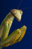 Closeup Of Praying Mantis PosterPrint - Item # VARDPI1812901