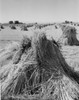 USA  Idaho  Twin Falls  straw bundles in field Poster Print - Item # VARSAL255422792