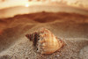 Hawaii, Oahu, North Shore, Seashell Laying In The Sand With Sun Setting Behind It. PosterPrint - Item # VARDPI1986371