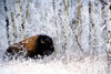 http://c328301.r1.cf1.rackcdn.com/DPI1823574.jpg
