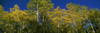 http://c328301.r1.cf1.rackcdn.com/PPI134306S.jpg