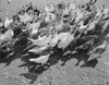 Flock of turkeys Poster Print - Item # VARSAL255423808