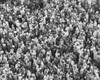 High angle view of a crowd Poster Print - Item # VARSAL2558316B