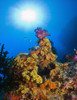 Underwater Starburst Streaming Down On Soft Corals, Fiji PosterPrint - Item # VARDPI1846231