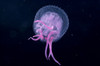 Hawaii, Pink Jellyfish Close-Up In Black Ocean Background PosterPrint - Item # VARDPI2001977