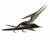 Pteranodon flying reptile, white background Poster Print - Item # VARPSTEDV600205P