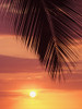 Hawaii, Silhouette Of Palm Frond Against Orange Sunset PosterPrint - Item # VARDPI1995588