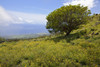 Hawaii, Maui, Lush foliage and tree in Kaupo Gap. PosterPrint - Item # VARDPI2116350