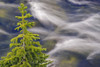 Spruce Tree And Creek, Highwood Pass, Peter Lougheed Provincial Park, Kananaskis Country, Alberta. PosterPrint - Item # VARDPI2021104
