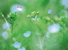 Wildflowers Poster Print by Panoramic Images (36 x 27) - Item # PPI136845
