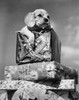 Close-up of a puppy on a stack of Christmas presents Poster Print - Item # VARSAL25535699