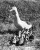 Duck with its ducklings in the grass Poster Print - Item # VARSAL25529759