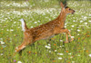 White Tailed Deer Fawn In Field Of Spring Flowers PosterPrint - Item # VARDPI1785282