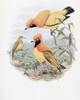 Golden Bird Of Paradise John Gould Poster Print - Item # VARSAL900140776