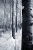 Forest In The Winter PosterPrint - Item # VARDPI1800718