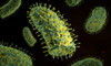 Conceptual image of rabies virus Poster Print - Item # VARPSTSTK700703H