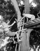 Low angle view of two boys playing in a tree house Poster Print - Item # VARSAL2557724