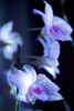 Hawaii, Kauai, White Orchid With Purple Lighting. PosterPrint - Item # VARDPI1974069