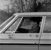 Man driving car Poster Print