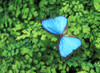 Blue Butterfly On A Plant PosterPrint - Item # VARDPI1766313