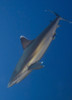 Silvertip Shark, Fathers reef, Kimbe Bay, Papua New Guinea Poster Print - Item # VARPSTSJN400028U