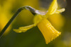 Rhododendrons, Close-Up PosterPrint - Item # VARDPI1830328