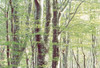 Lush Forest Poster Print by Panoramic Images (36 x 25) - Item # PPI137037