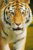 A Tiger PosterPrint - Item # VARDPI1767351