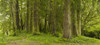 A Lush Forest; Tofino, British Columbia, Canada PosterPrint - Item # VARDPI1943851