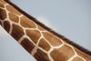 Giraffe's Neck, Kenya, Africa PosterPrint - Item # VARDPI1865818