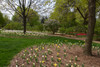 Tulip and Lilac flowers in a garden, Lilacia Park, Lombard, Illinois, USA Poster Print - Item # VARPPI169155