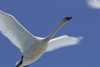 Swan In Flight, Long Exposure. PosterPrint