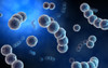 Microscopic view of streptococcus Poster Print - Item # VARPSTSTK700092H