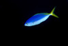 Soloman Islands, Fusilier Fish B1928 PosterPrint - Item # VARDPI1998414