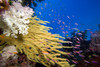 Alconarian and Gorgonian Coral; Fiji PosterPrint - Item # VARDPI1978038