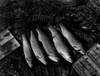 Close up of caught rainbow trouts Poster Print - Item # VARSAL255423822