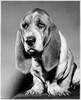 Basset Hound Poster Print - Item # VARSAL25523181