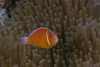 Pink anemonefish in its host anenome, Fiji Poster Print - Item # VARPSTTMO400545U