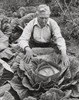 High angle view of a farmer looking at a cabbage in a field Poster Print - Item # VARSAL25530269