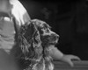 Cocker spaniel looking away  man in the background Poster Print - Item # VARSAL255418438