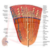 Anatomy of human kidney function Poster Print