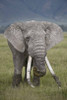 African elephant (Loxodonta africana)  Tanzania Poster Print by Panoramic Images (16 x 24) - Item # PPI139624