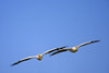 Two Pelicans In Flight PosterPrint - Item # VARDPI1823014