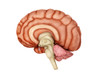 Anatomy of human brain, side view Poster Print - Item # VARPSTSTK700557H