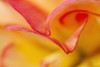 Macro View Of Begonia Petals, Girdwood, Southcentral Alaska, Summer PosterPrint - Item # VARDPI2093081
